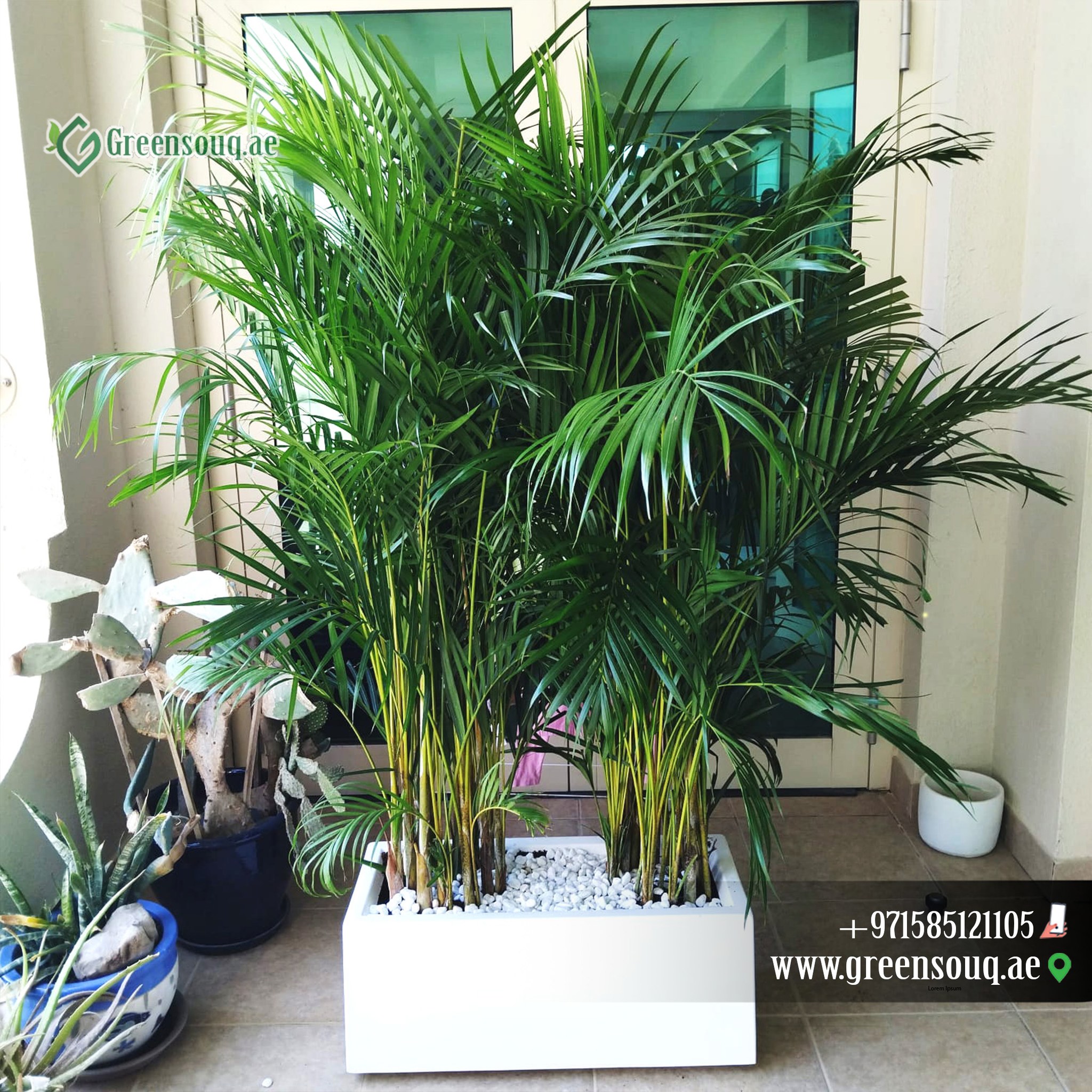 GreenSouq.ae – Online Garden Nursery, Indoor & Outdoor Plants 