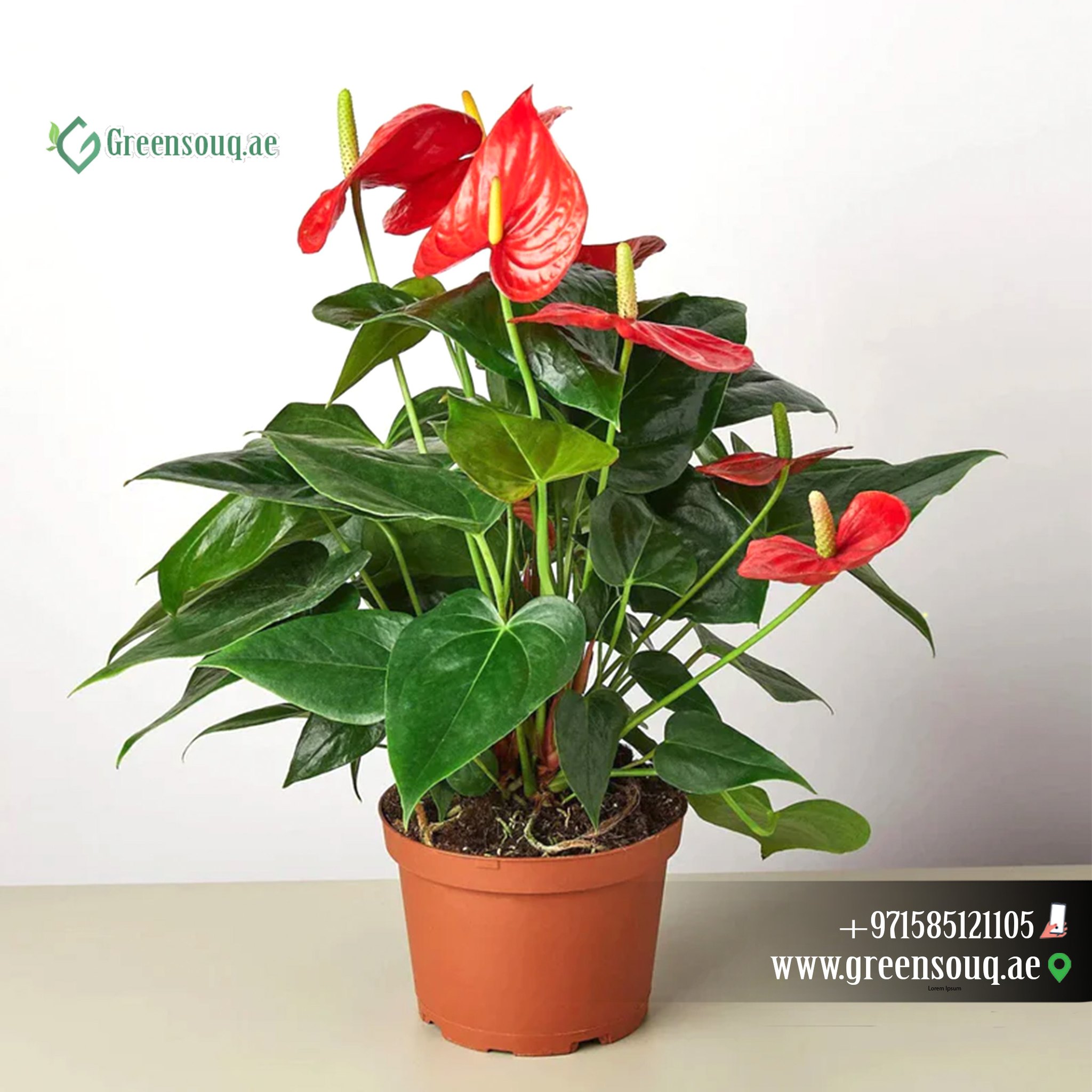 GreenSouq.ae – Online Garden Nursery, Indoor & Outdoor Plants 