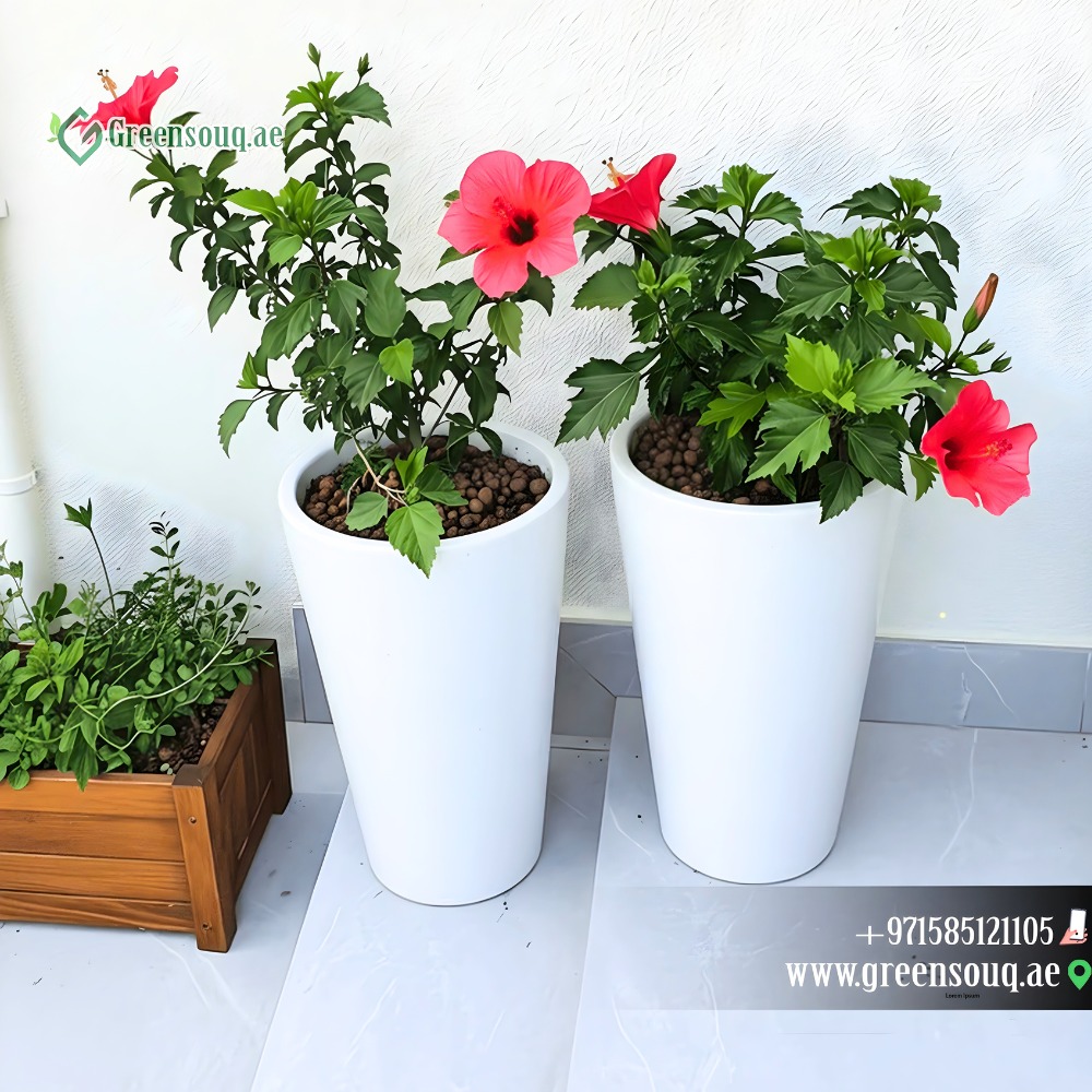 GreenSouq.ae – Online Garden Nursery, Indoor & Outdoor Plants 